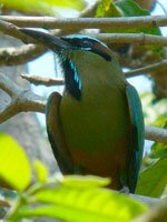 Turquoise-browed Motmot